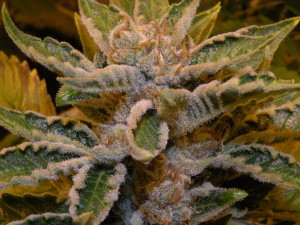 the-white-weed-strain Strain: The White