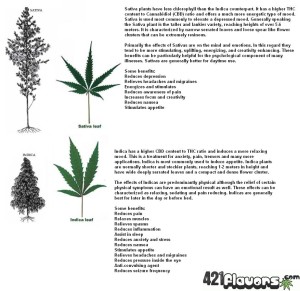 difference-btwn-sativa-indica difference-btwn-sativa-indica