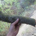 oak-bong1 oak-bong1