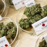 Marijuana buds are shown in a medical marijuana dispensary in Oakland Marijuana buds are shown in a medical marijuana dispensary in Oakland