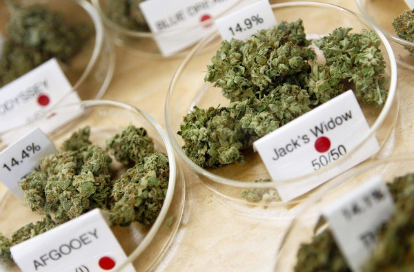 NatGeo Piece on Marijuana for Drug Inc. Video