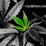 Weed / Marijuana Leaf Wallpaper Background Weed / Marijuana Leaf Wallpaper Background
