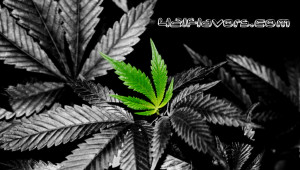 Weed / Marijuana Leaf Wallpaper Background Weed / Marijuana Leaf Wallpaper Background