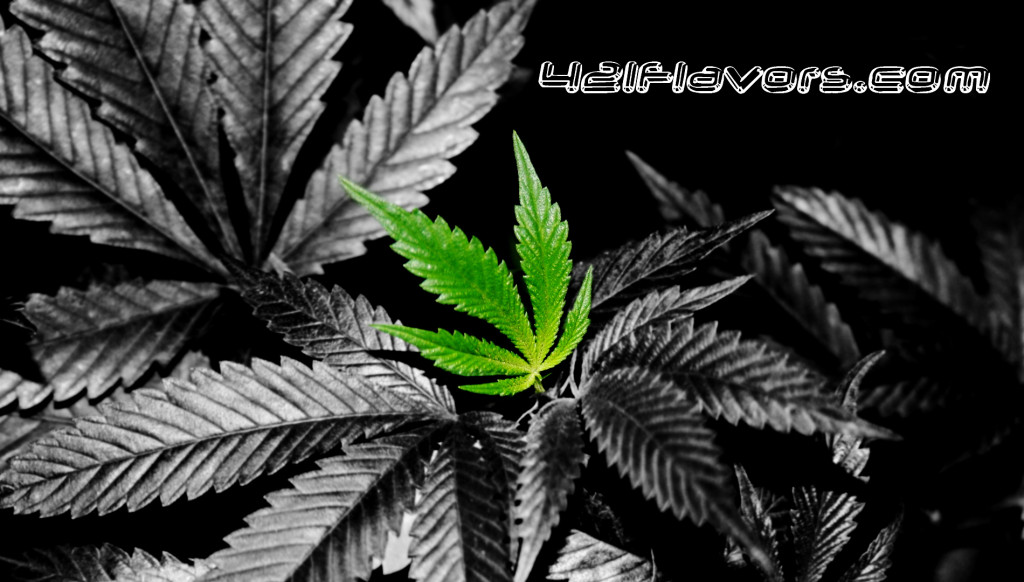 Marijuana Leaf Wallpaper Background. Designed exclusively by Stefan D for 