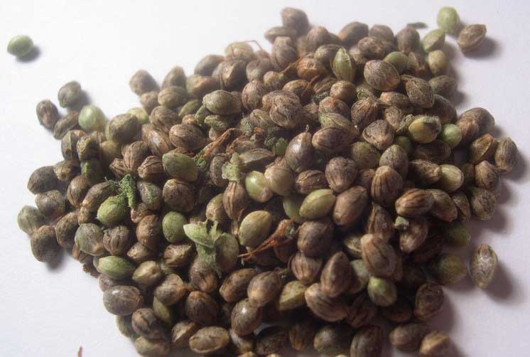 Pot Seeds