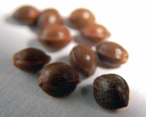 Healthy Marijuana Seed Healthy Cannabis Seeds