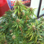 Pot Plant at Walgreens Marijuana plant growing in front of Walgreens in San Francisco