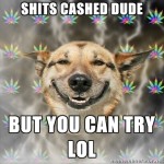 Stoner-dog-cashed-try Stoner-dog-cashed-try
